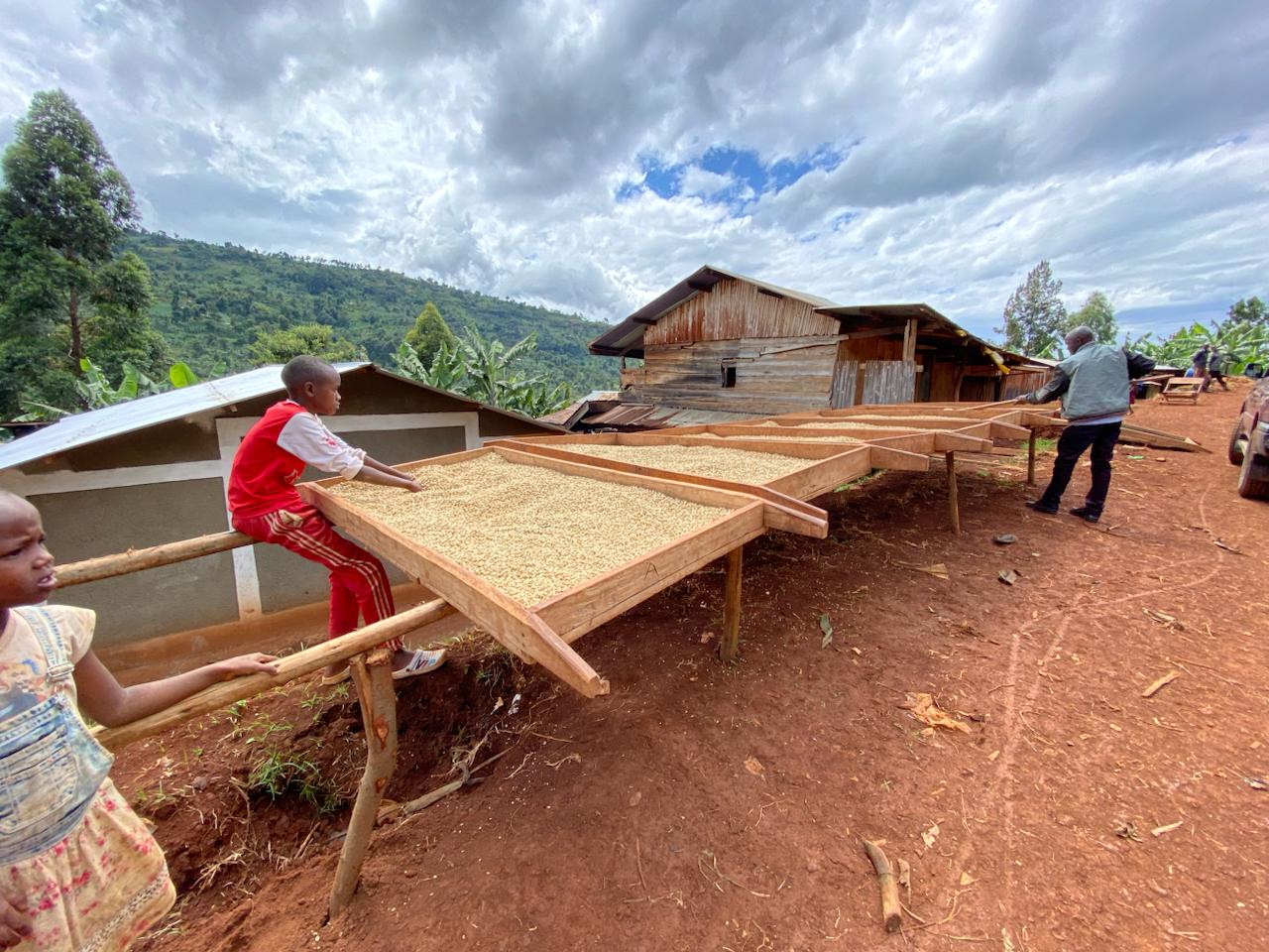 Coffee farm landscape